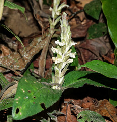 Acanthus leucostachyus, photograph (c) Rejoice Gassah, some rights reserved (CC BY)
