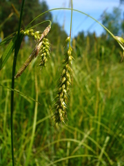 Carex arnellii