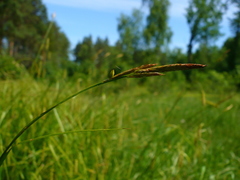 Carex arnellii