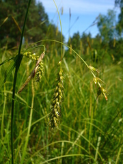 Carex arnellii