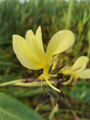 Canna glauca image