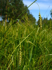 Carex arnellii