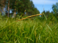 Carex arnellii