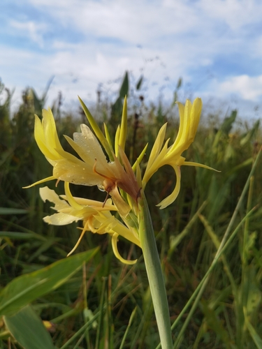 Image of Canna glauca by (c) Eduardo Chacón Madrigal, some rights reserved (CC BY)