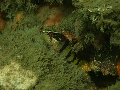 Hypoplectrodes nigroruber