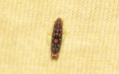 Ladoffa rubriguttata