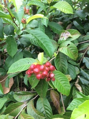 Tetracera indica