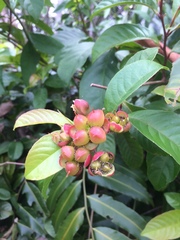 Tetracera indica