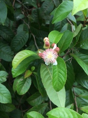 Tetracera indica
