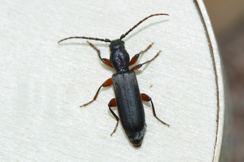Larch Longhorn