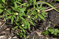 Anemonoides reflexa