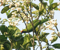 Chloropsis aurifrons