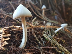 Entoloma canoconicum