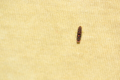 Ladoffa rubriguttata