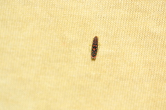 Ladoffa rubriguttata