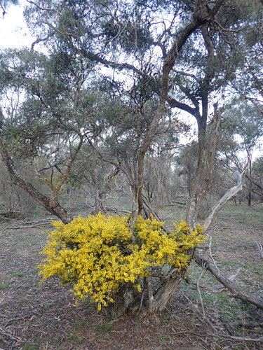 Image of Acacia glandulicarpa by (c) Nina Kerr, some rights reserved (CC BY)