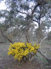 Acacia glandulicarpa, photograph Nina Kerr, CC BY, iNaturalist via GBIF