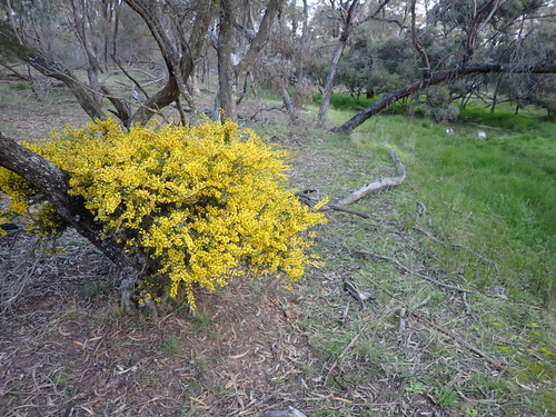 Image of Acacia glandulicarpa by (c) Nina Kerr, some rights reserved (CC BY)
