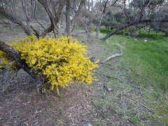 Acacia glandulicarpa, photograph Nina Kerr, CC BY, iNaturalist via GBIF