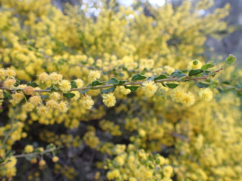 Image of Acacia glandulicarpa by (c) Nina Kerr, some rights reserved (CC BY)