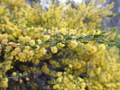 Acacia glandulicarpa, photograph Nina Kerr, CC BY, iNaturalist via GBIF