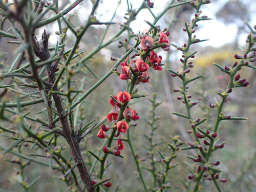 Image of Daviesia devito by (c) Nina Kerr, some rights reserved (CC BY)