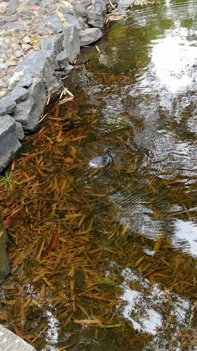 Tachybaptus novaehollandiae