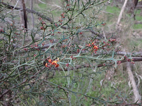 Image of Daviesia pectinata by (c) Nina Kerr, some rights reserved (CC BY)