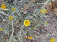 Asteriscus graveolens