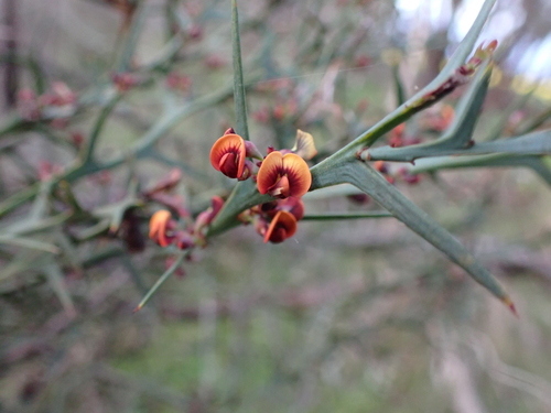 Image of Daviesia pectinata by (c) Nina Kerr, some rights reserved (CC BY)