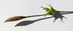 Carex longirostrata