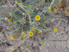 Asteriscus graveolens