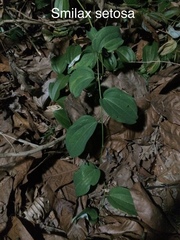 Smilax setosa
