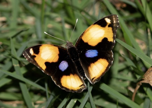 Junonia hierta