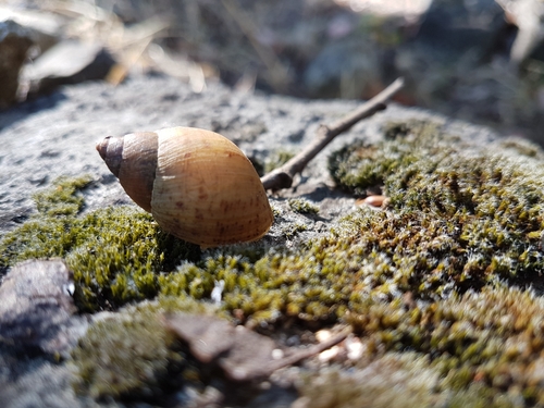 Plectostylus chilensis