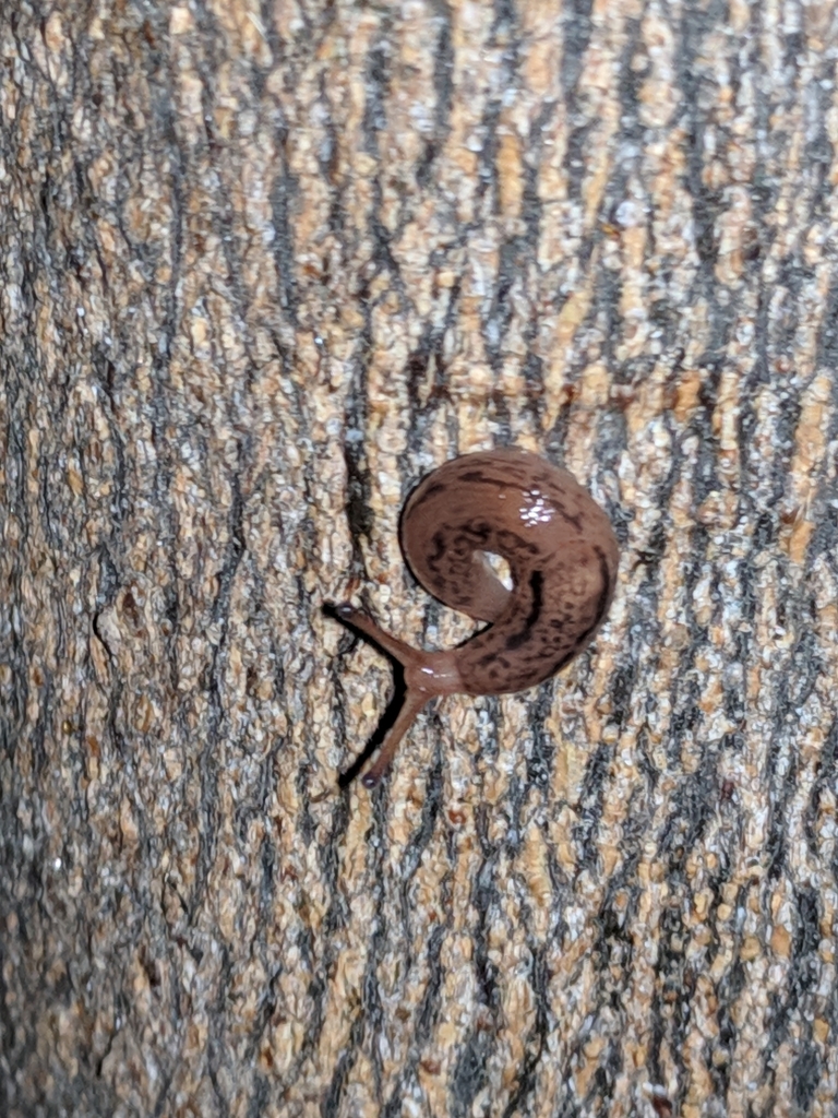 Tree Band Slugs Threeband Slugs in March 2019 by Trina Roberts. On trunk of lime tree ...