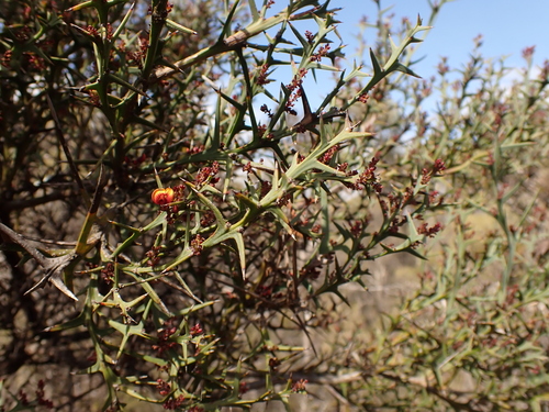 Image of Daviesia pectinata by (c) Nina Kerr, some rights reserved (CC BY)