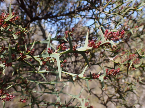Image of Daviesia pectinata by (c) Nina Kerr, some rights reserved (CC BY)