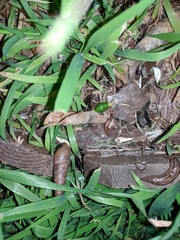 Ambigolimax
