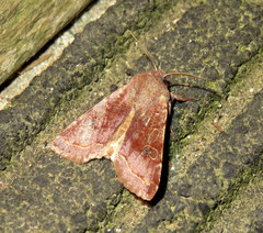 Orthosia hibisci