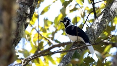 Cyanocorax dickeyi