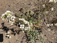 Chylismia claviformis integrior