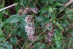 Eupatorium amabile
