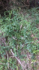 Eupatorium amabile