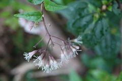 Eupatorium amabile