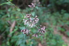 Eupatorium amabile