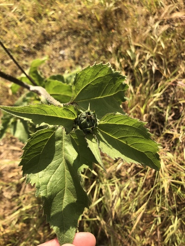 Helianthus annuus