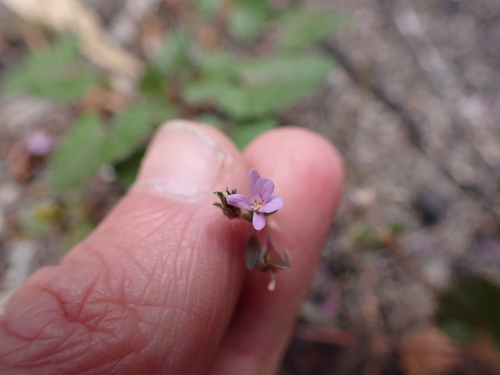Kopata Storksbill (Pelargonium littorale)