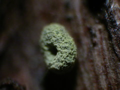 Physarum serpula