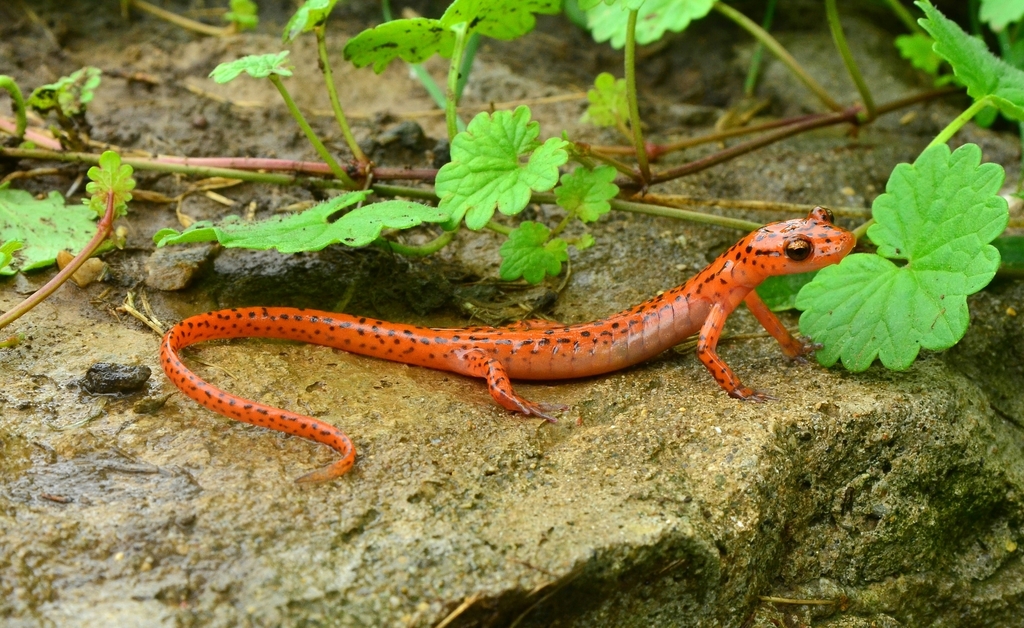 Cave Salamander